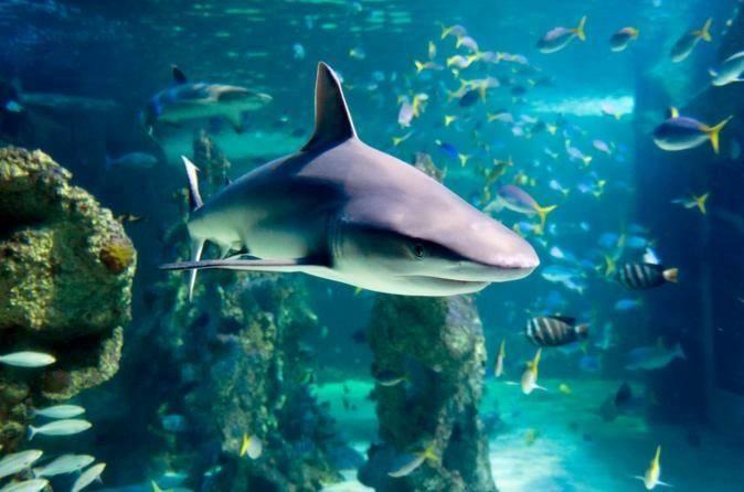 Sealife Sydney Aquarium