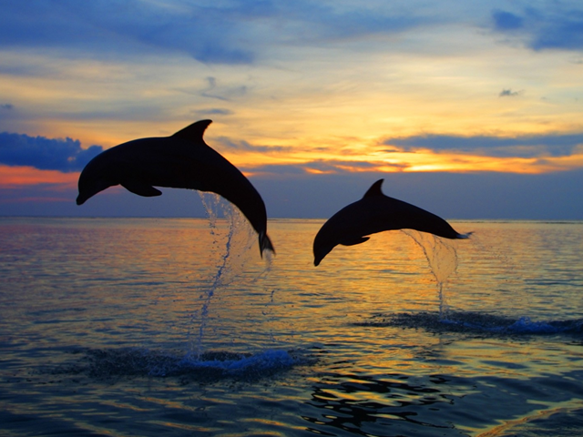 Dolphin