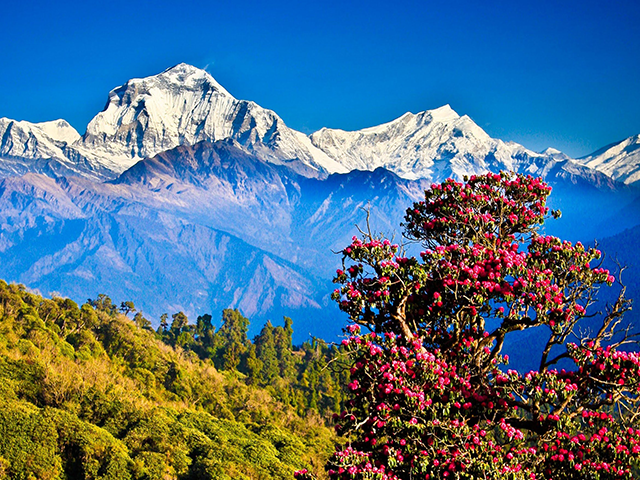 Dhesu Travel
