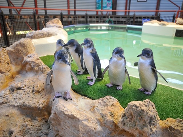 PENGUIN IN PERTH